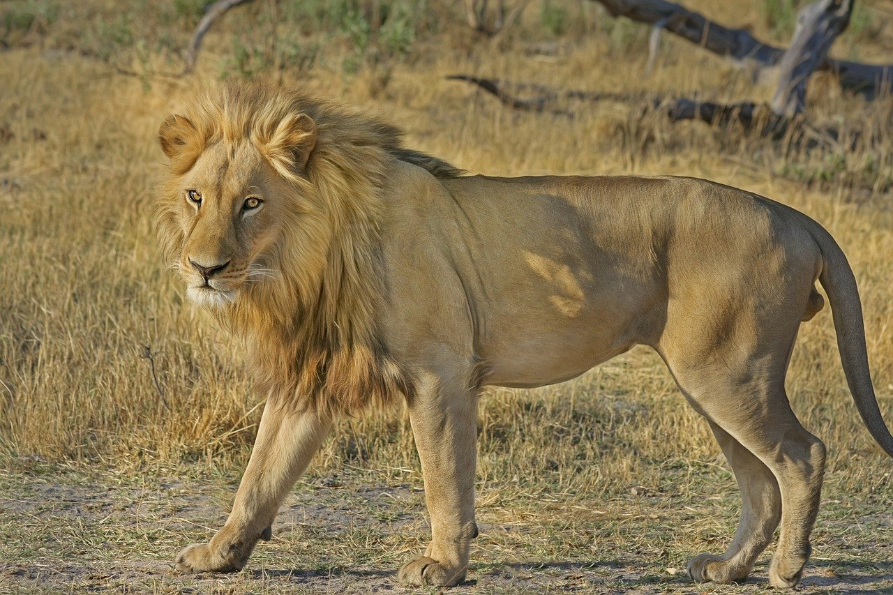 South Africa